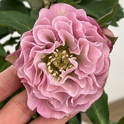 高正園さんのクリスマスローズ：26-58ダブル　多弁／5号ポット【現品販売】