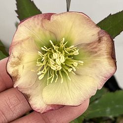 高正園さんのクリスマスローズ：26-62シングル／4.5号ポット【現品販売】