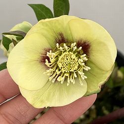 高正園さんのクリスマスローズ：26-63シングル／4.5号ポット【現品販売】