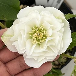 高正園さんのクリスマスローズ：26-64ダブル／4.5号ポット【現品販売】