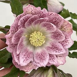 高正園さんのクリスマスローズ：26-67ダブル／4.5号ポット【現品販売】