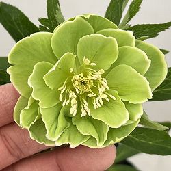 高正園さんのクリスマスローズ：26-68ダブル／4.5号ポット【現品販売】