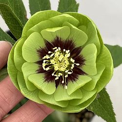 高正園さんのクリスマスローズ：26-70ダブル／4.5号ポット【現品販売】