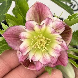 高正園さんのクリスマスローズ：26-71ダブル／4.5号ポット【現品販売】