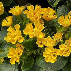 プリムラ ：ハートカクテル　イエロー系　2.5号ポット