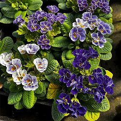 プリムラ ：ハートカクテル　ブルー系　2.5号ポット