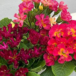 プリムラ ：ハートカクテル　ローズ系　2.5号ポット