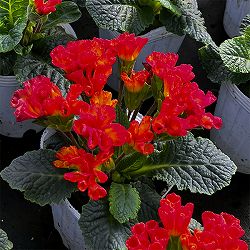 プリムラ ：ハートカクテル　レッド系　2.5号ポット