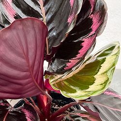 カラテア：プリンセスジェシー4号鉢入り