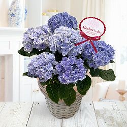 [送料無料][2026年 母の日ギフト][予約]アジサイ：月影（ゲツエイ）ブルー5.5号鉢植え*[あじさい 母の日プレゼント]