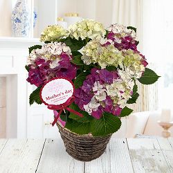 [送料無料][2026年 母の日ギフト][予約]アジサイ：寿（コトブキ）ブルー 5号鉢植え*[あじさい 母の日プレゼント]