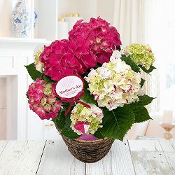 [送料無料][2026年 母の日ギフト][予約]アジサイ：寿（コトブキ）赤 5号鉢植え*[あじさい 母の日プレゼント]