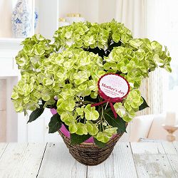 [送料無料][2026年 母の日ギフト][予約]アジサイ：グリーンラテ 5号鉢植え*[あじさい 母の日プレゼント]