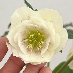 細川さんのクリスマスローズ：ダブル26-66／4号ポット【現品販売】