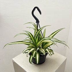 オリヅルラン：バリエガータ3.5号吊り鉢