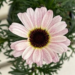 ビジューマム：ミルキートパーズ3-3.5号ポット 6株セット