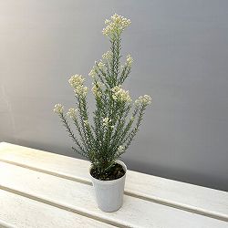 ライスフラワー・カラーサプライズ ホワイト2.5号ポット