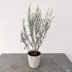 エレモフィラ　ダスキー5号鉢植え