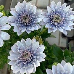 [送料無料]オステオスペルマム：シルバーナイト3.5号ポット* 12株セット