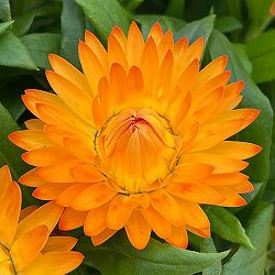 ヘリクリサム：モハベ　イエロー系 5号鉢