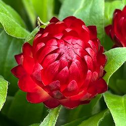 ヘリクリサム：モハベ　ダークレッド5号鉢