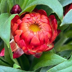 ヘリクリサム：モハベ　オレンジ系5号鉢