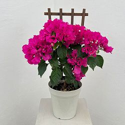 ブーゲンビレア：ベラ（濃桃色）トレリス仕立て 5号鉢植え