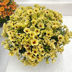 [26年3月中下旬予約]ペチュニア：クレイジーチュニア　バナナラマ3.5号ポット