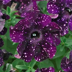 [26年3月中下旬予約]ペチュニア：ミッドナイトスカイ3.5号ポット