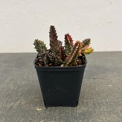 フェルニア：ゼブリナ錦2.5号鉢植え