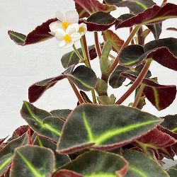 ベゴニア：リスターダ　4号鉢植え