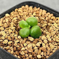 チレコドン：プシルス　2.5号鉢植え