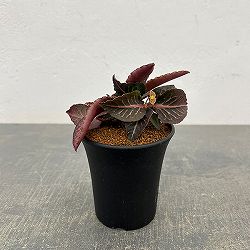 ユーフォルビア：フランコイシー　3号鉢植え26-01