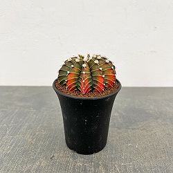 サボテン：ギムノカリキウム　緋牡丹錦（ヒボタンニシキ）3号鉢植え26-01