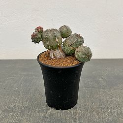 ユーフォルビア：オベサ ブロウ 3号鉢植え26-01