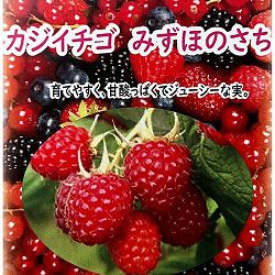 カジイチゴ：みずほのさち4号ポット