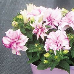 [26年4月下旬予約]ペチュニア：ピンクサファイア3.5号ポット