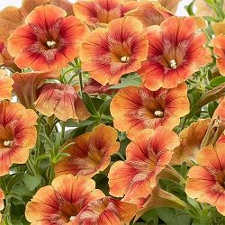 [26年4月下旬予約]ペチュニア：ゆうやけこやけ3.5号ポット