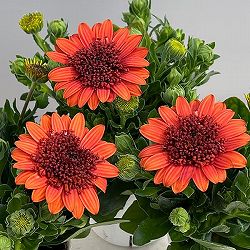 オステオスペルマム（ダブル）：３Dオレンジ3.5号ポット