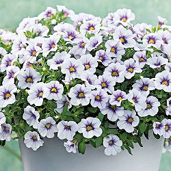 [26年4月下旬予約]カリブラコア：ネオ ライトブルーベイン3.5号ポット