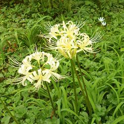 [26年3月中下旬予約]リコリス（ヒガンバナ・彼岸花）：オーレア(黄花） 3.5号ポット