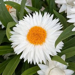 ヘリクリサム：モハーブ　ホワイト3.5号ポット 6株セット