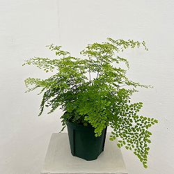 アジアンタム：ミクロフィラム　5号鉢植え