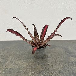 クリプタンサス：リサ ビンザント　３号ポット