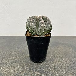 サボテン：ランポー玉（らんぽうぎょく）4号26-01