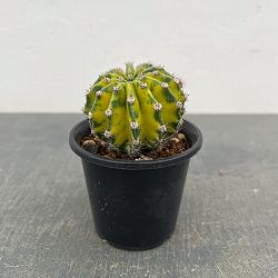 エキノプシス：世界の図　3号26-01