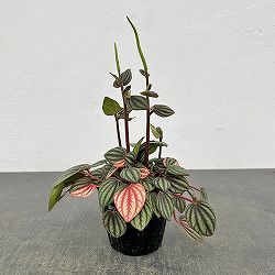 ぺぺロミア：ペッパーミル3号ポット26-02