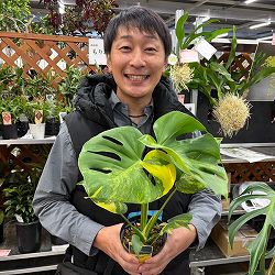 モンステラ：デリシオーサ　イエローマリリン　4号鉢植え26-01