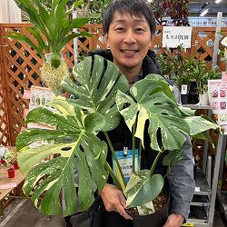 モンステラ：タイコンステレーション（斑入り）　6号26-01