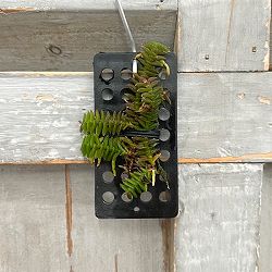 スコエノルキス：スコロペンドリア　板付け